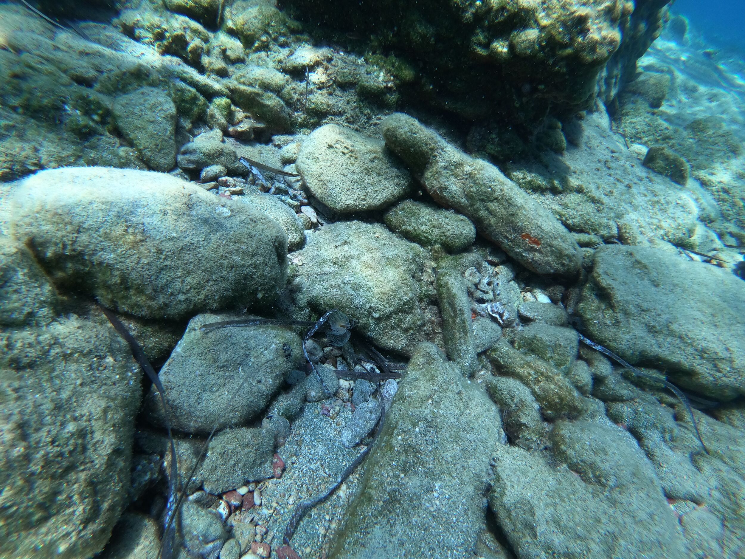 This is an sea anemone - an underwater animal (not a plant!)