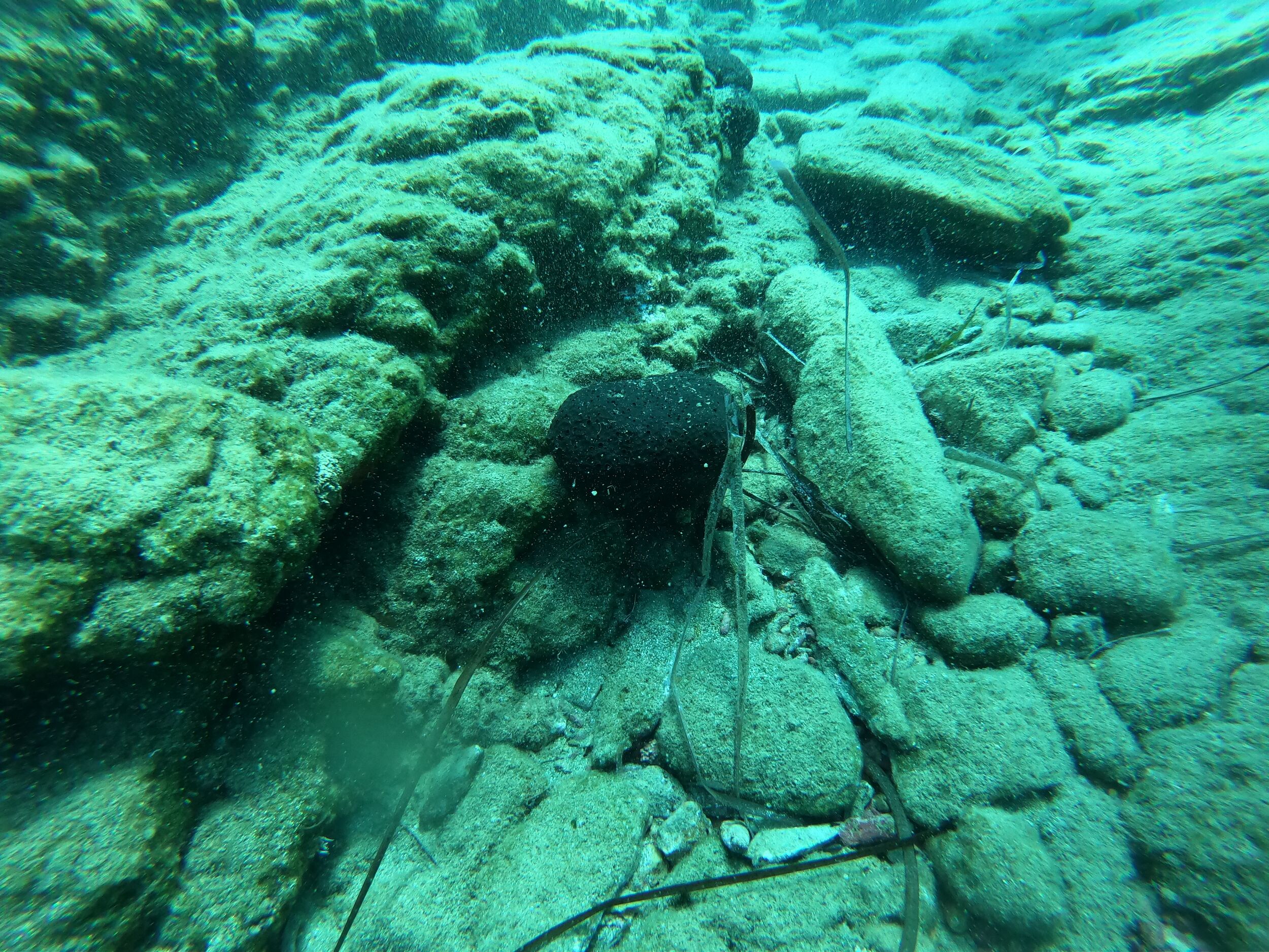 A black sponge - please don&rsquo;t touch it!