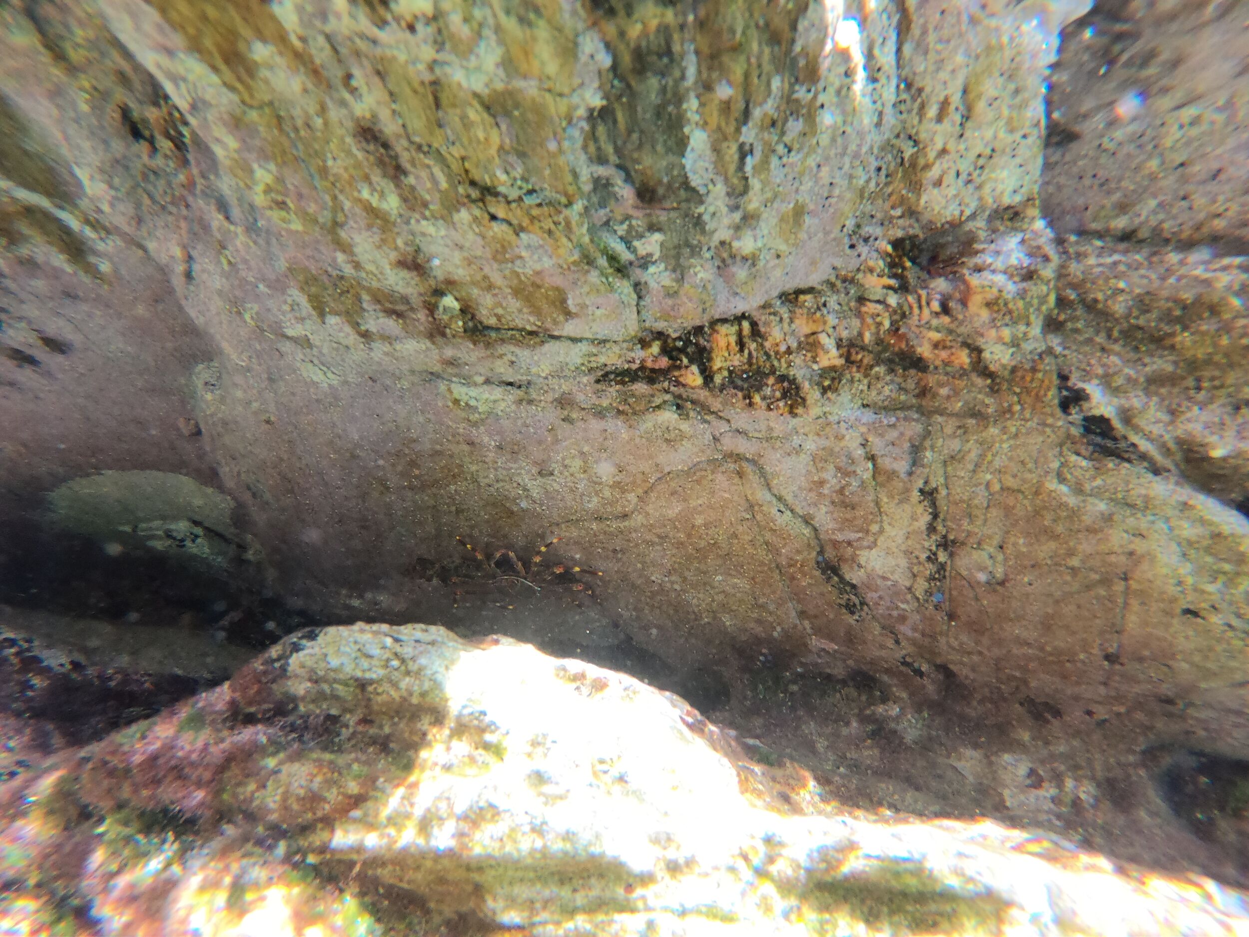 I&rsquo;ve caught this crab with my hand - it was very small.