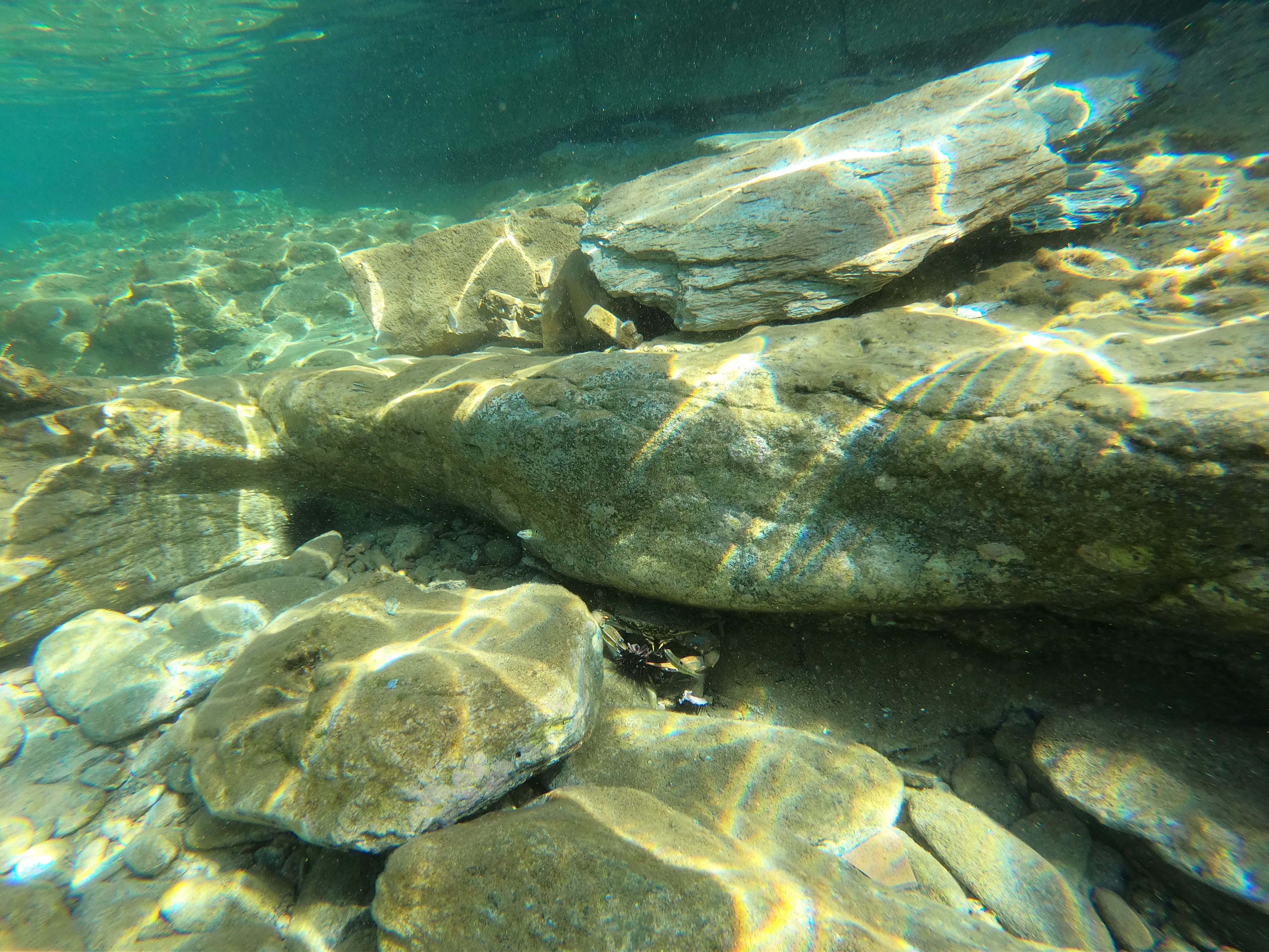 This one was enormous - it was eating a sea urchin and other fish tried to steal his food.