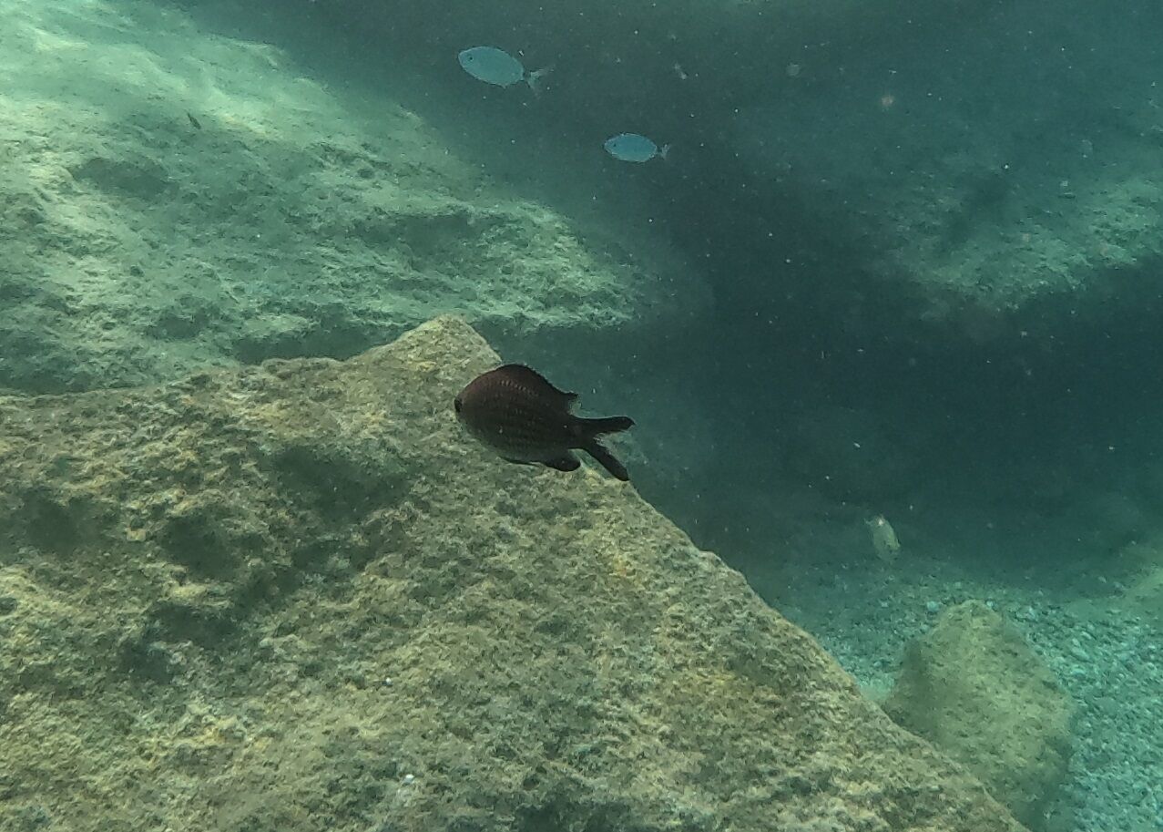 A small damselfish. These guys live in big groups.