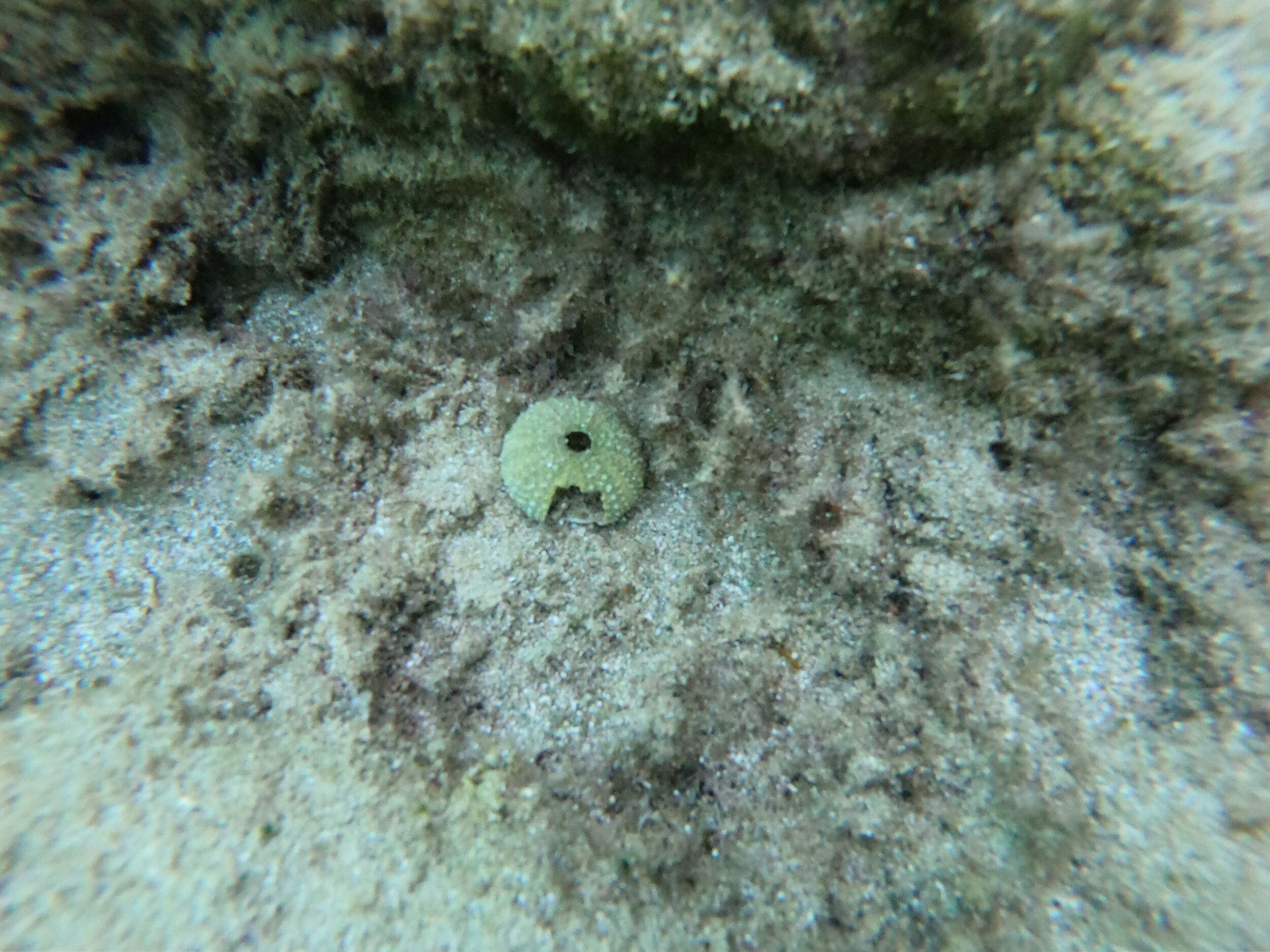 This is the remaining &lsquo;shell&rsquo; of a sea urchin - that hole is its mouth.