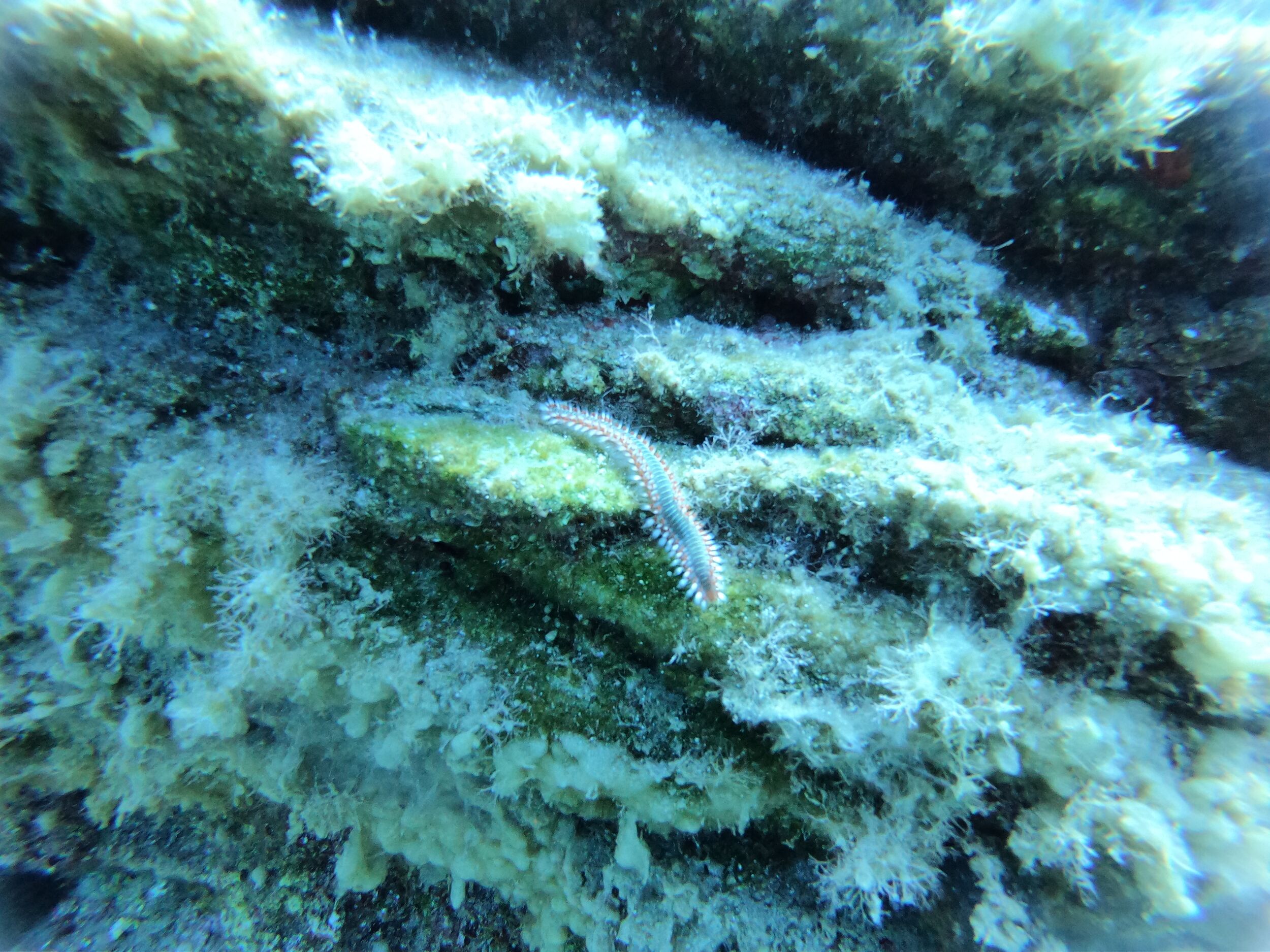 A close-up of a fire worm