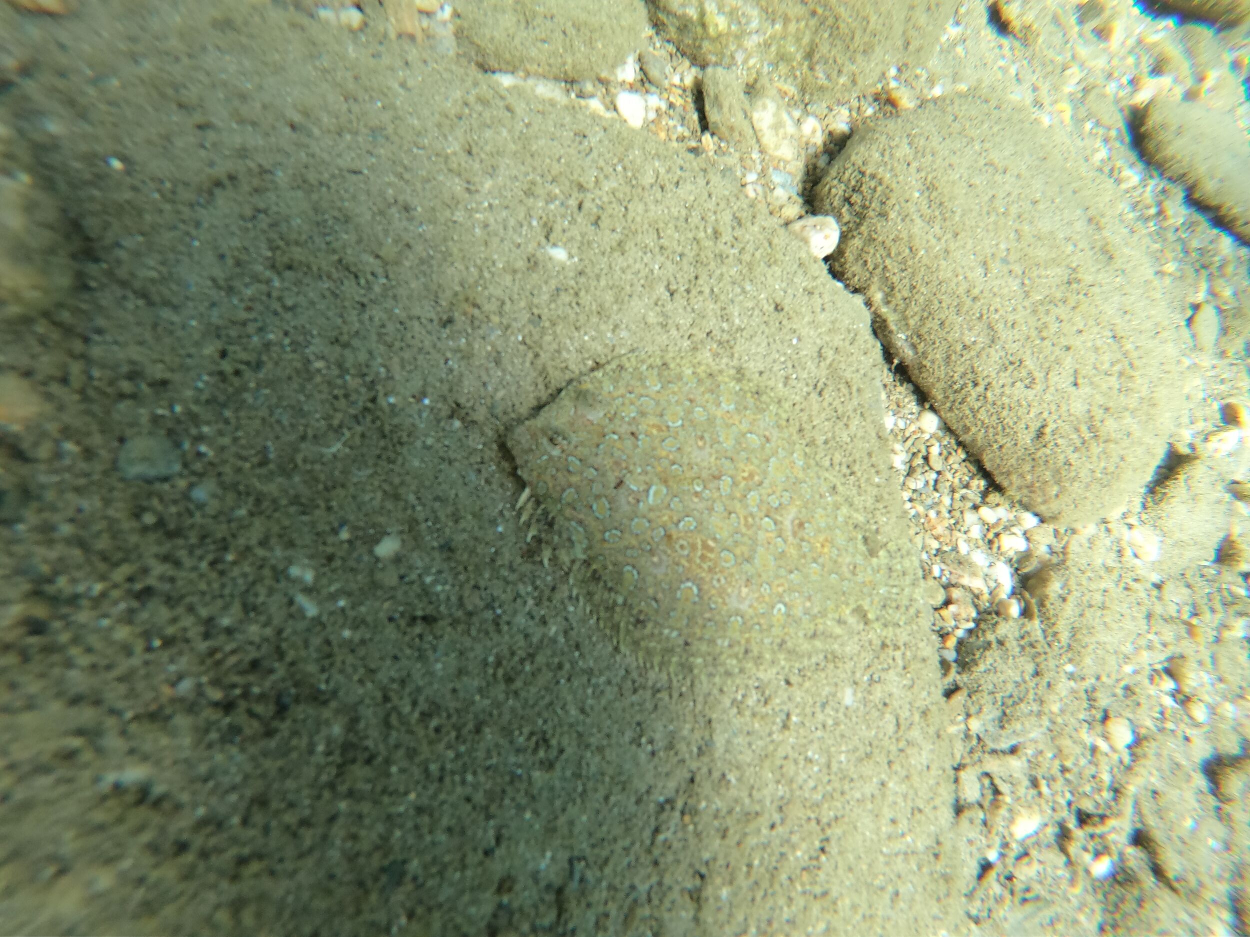 You almost cannot see the flounder!