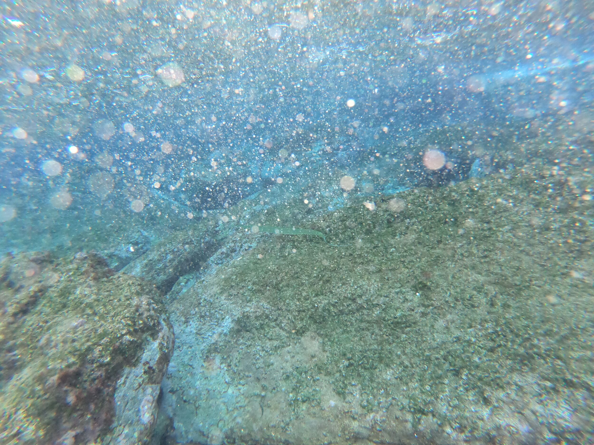 My favorite find - the flute fish!