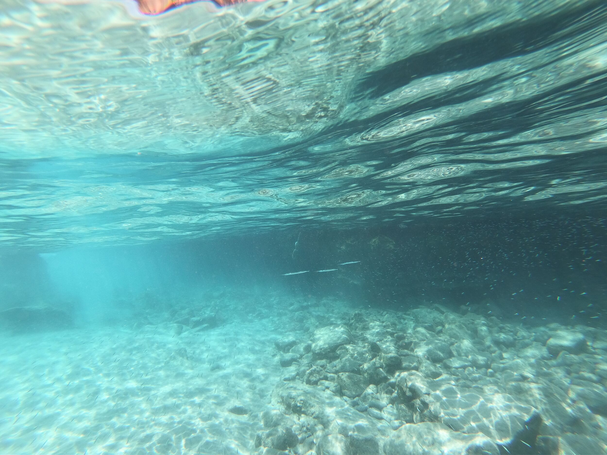 They also swim in groups.