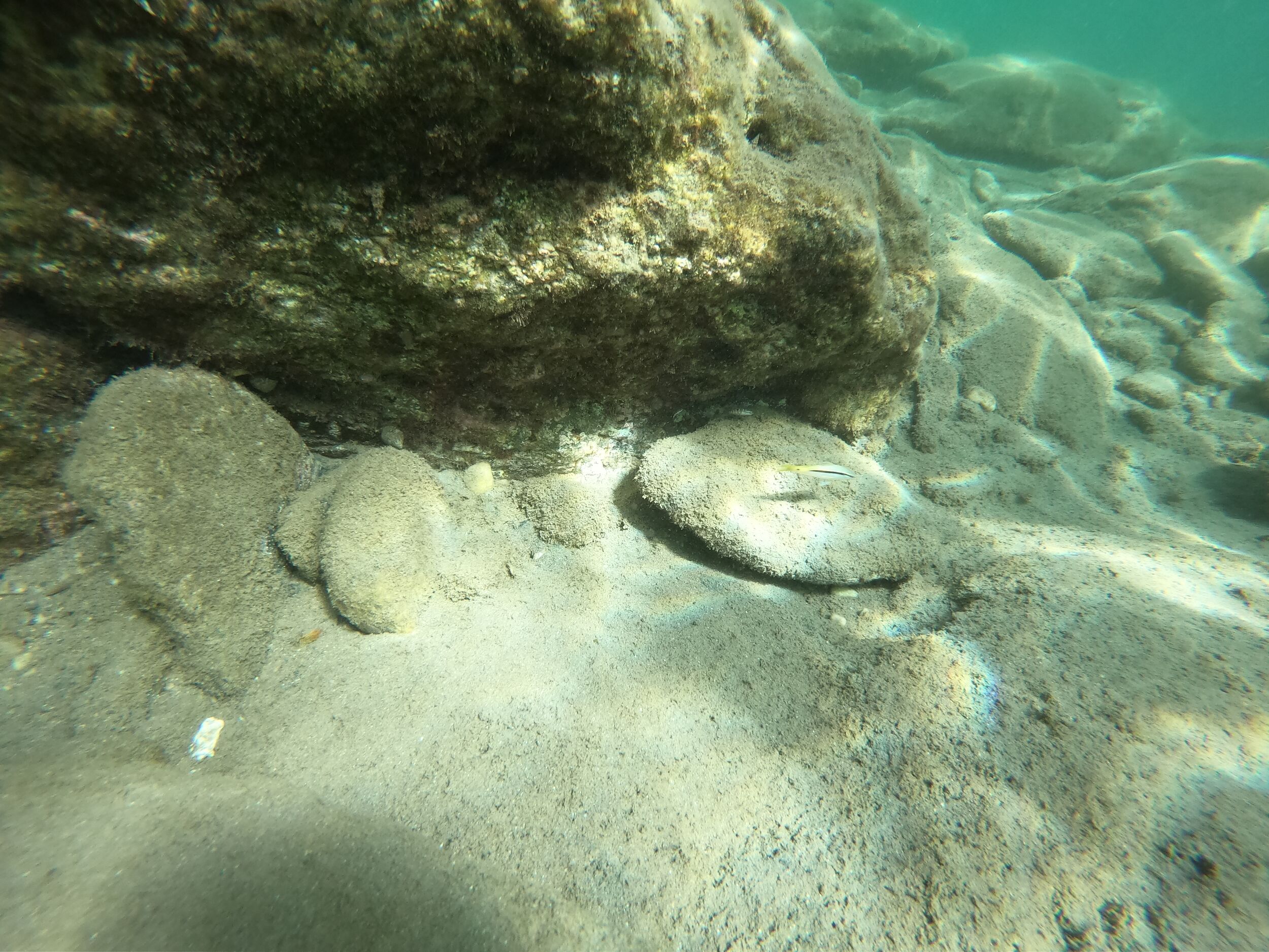 Unknown fish - maybe a comber?