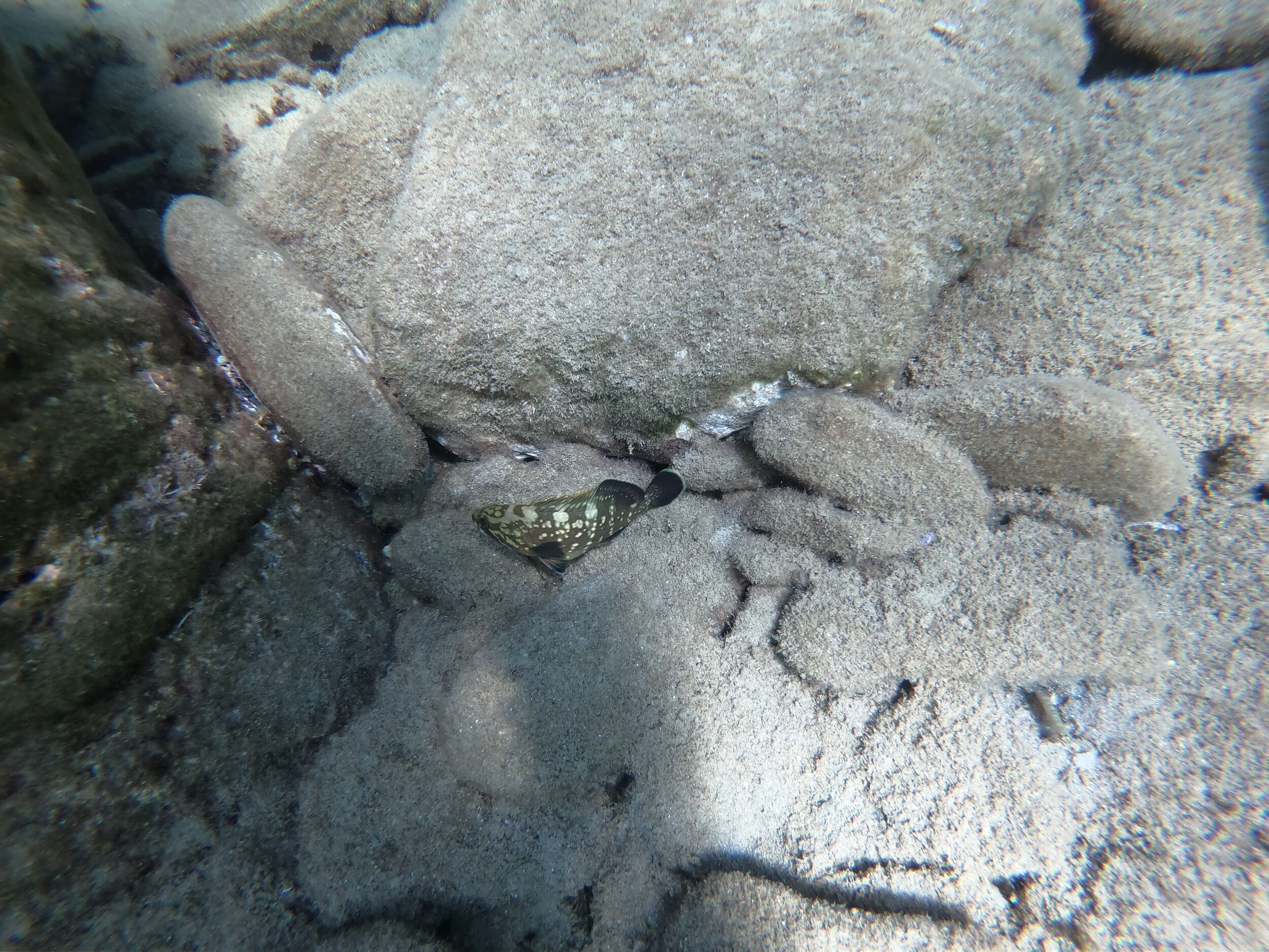 Unknown fish - maybe a grouper?