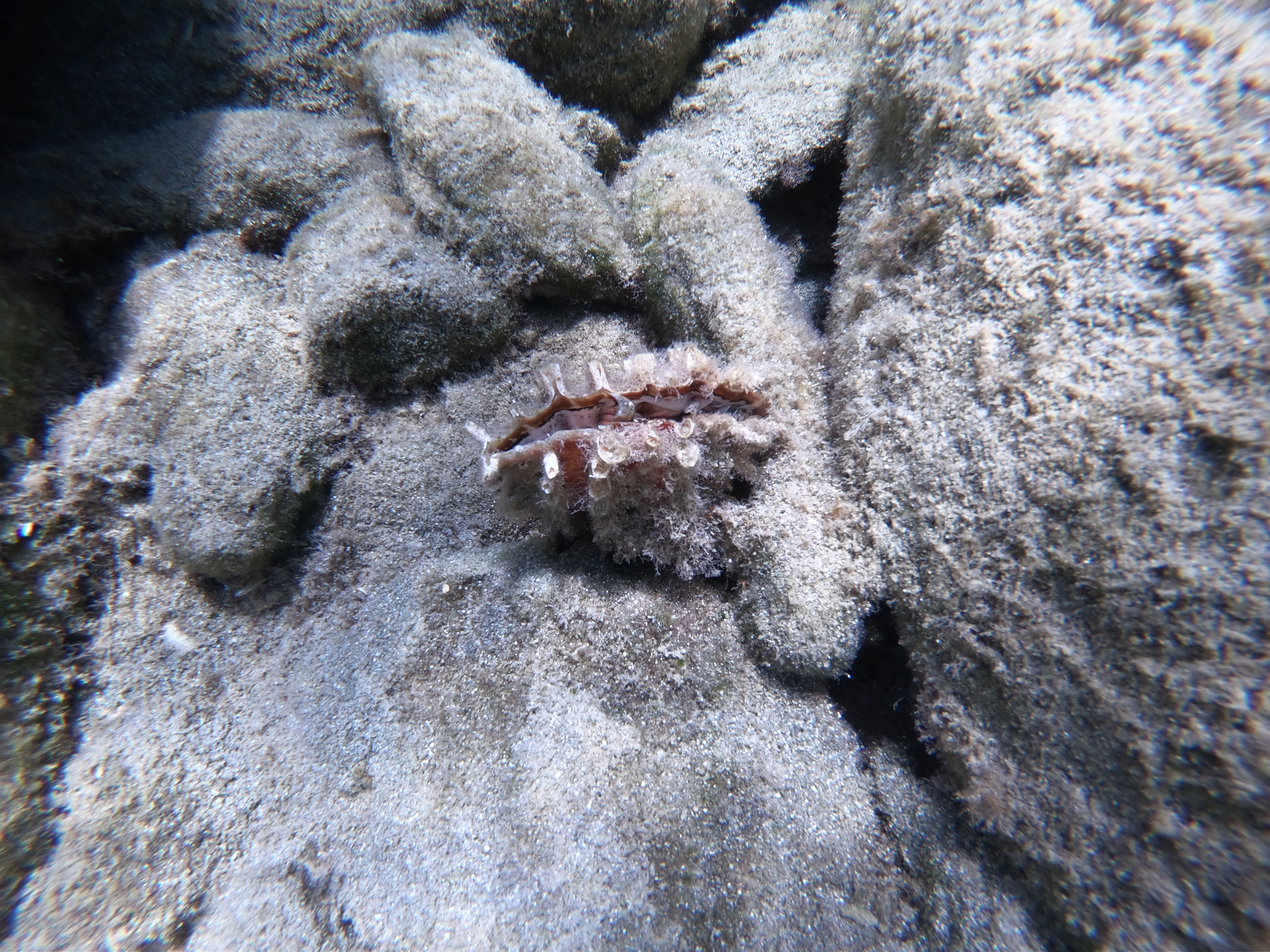 A typical oyster.