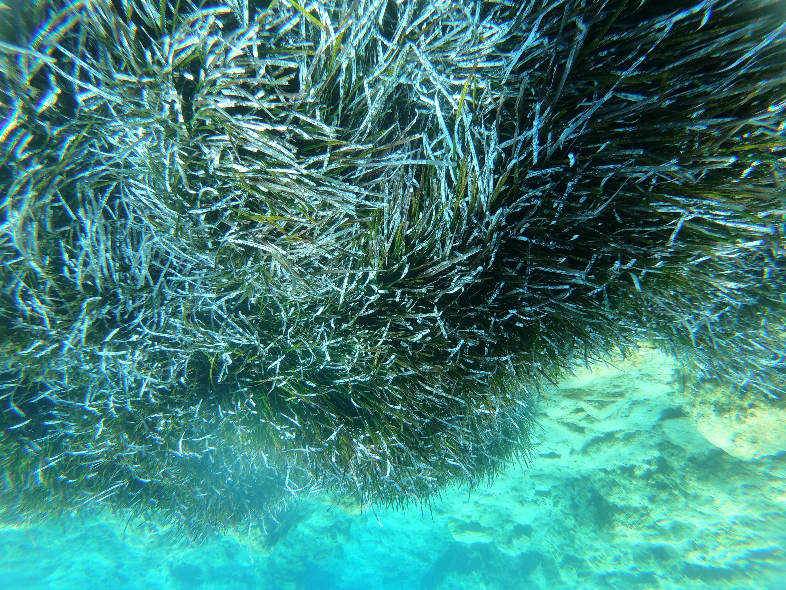 Posidonia oceanica - read about it, it&rsquo;s story and biology - it&rsquo;s awesome!