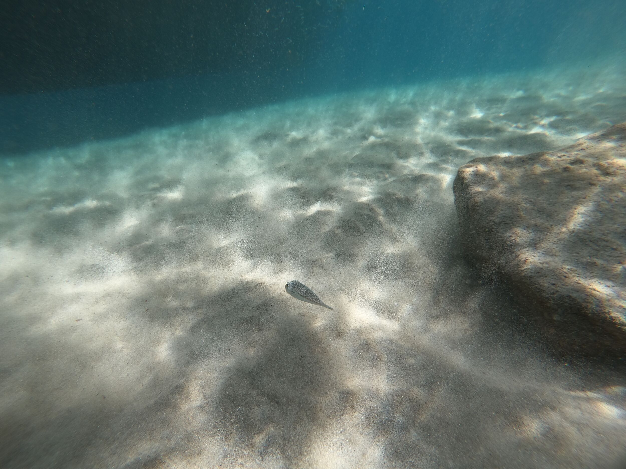 A single pufferfish