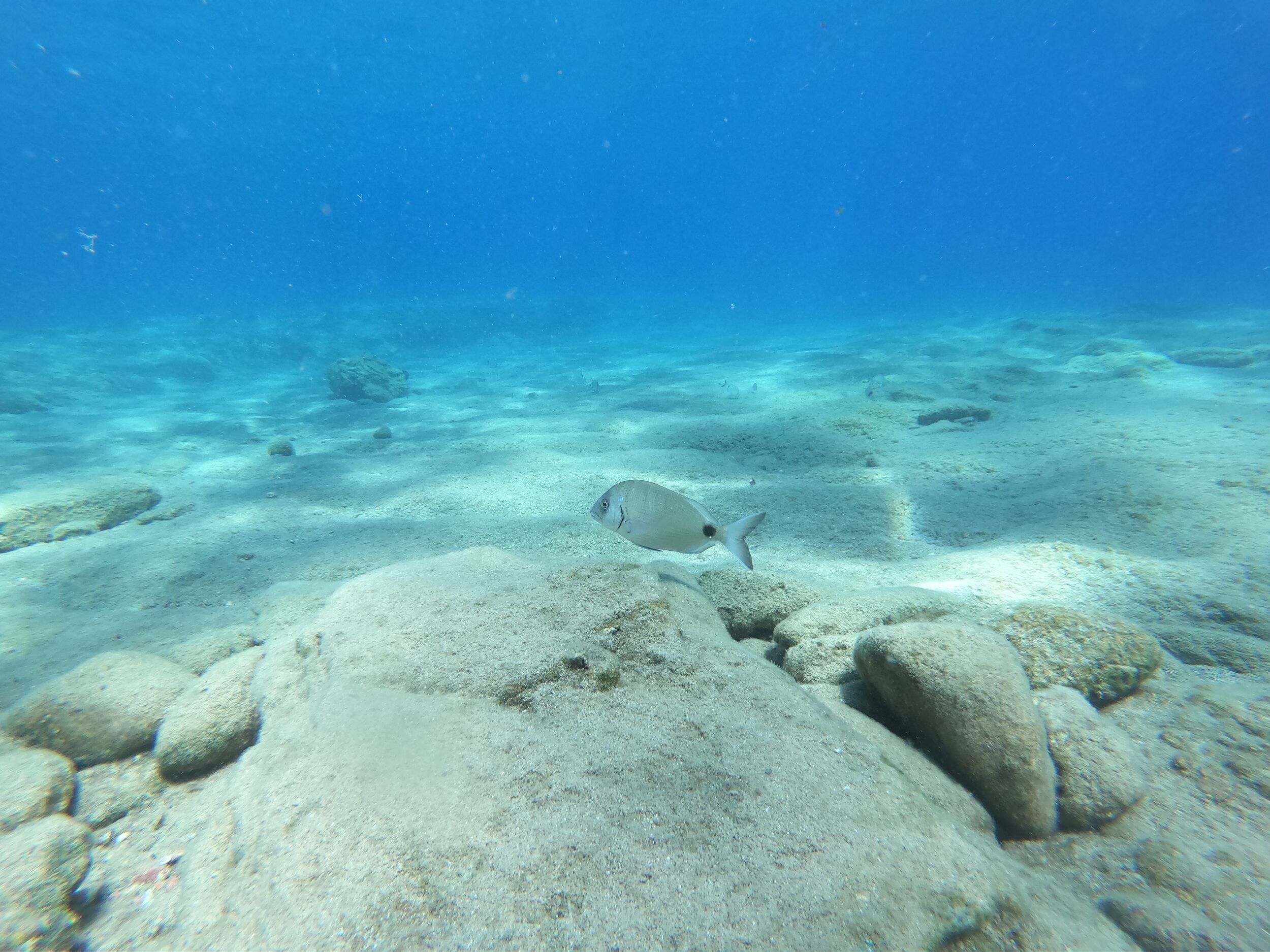 Still a saddled seabream
