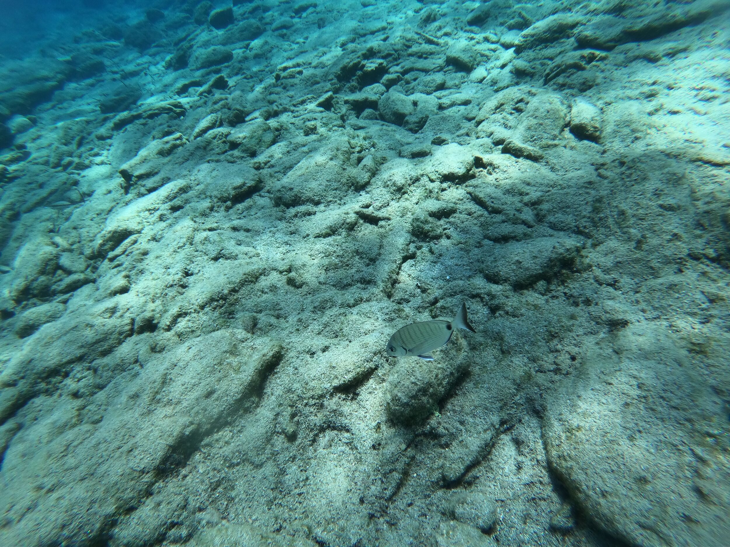 Still a saddled seabream