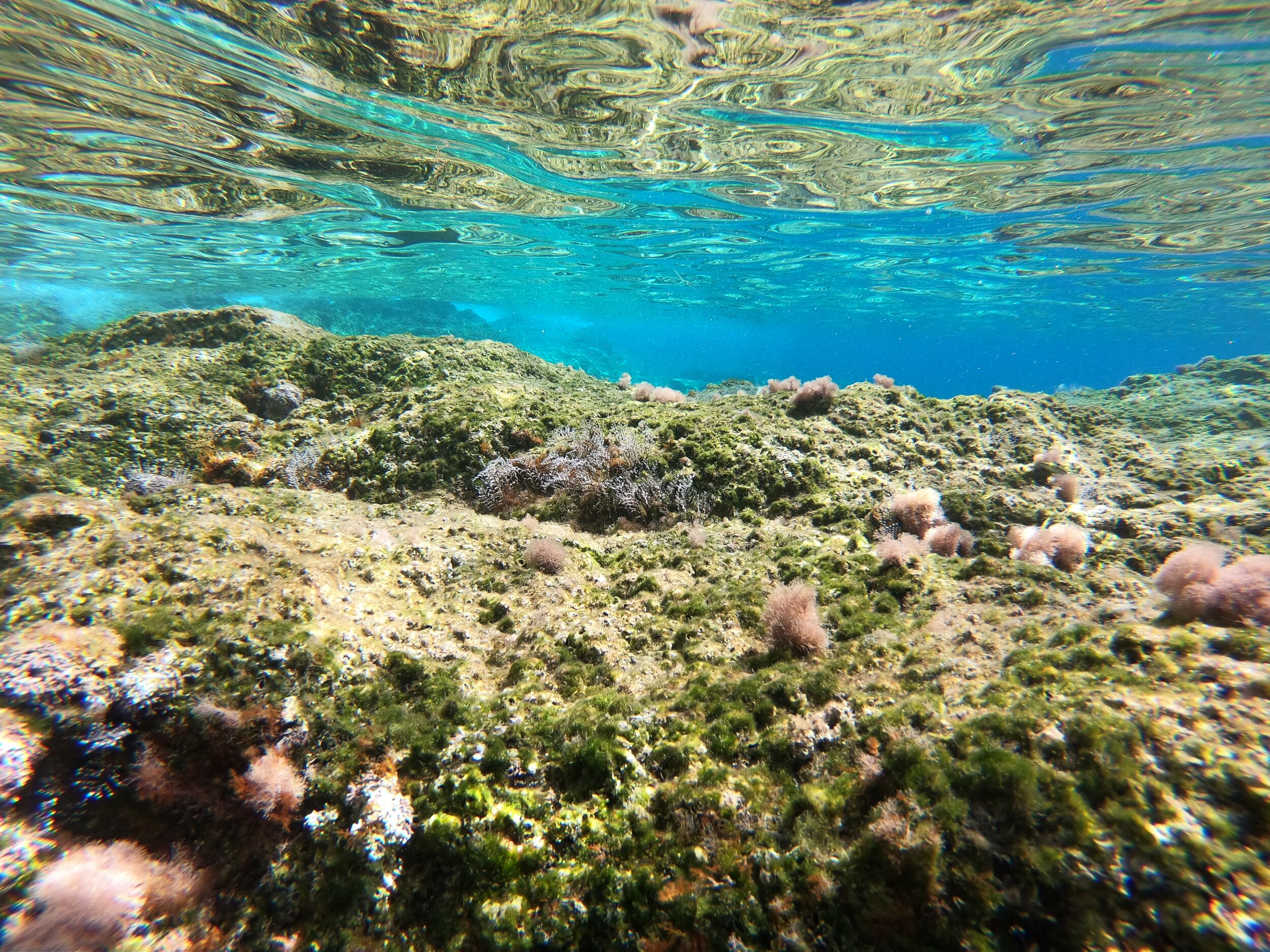 It&rsquo;s like an underwater forest