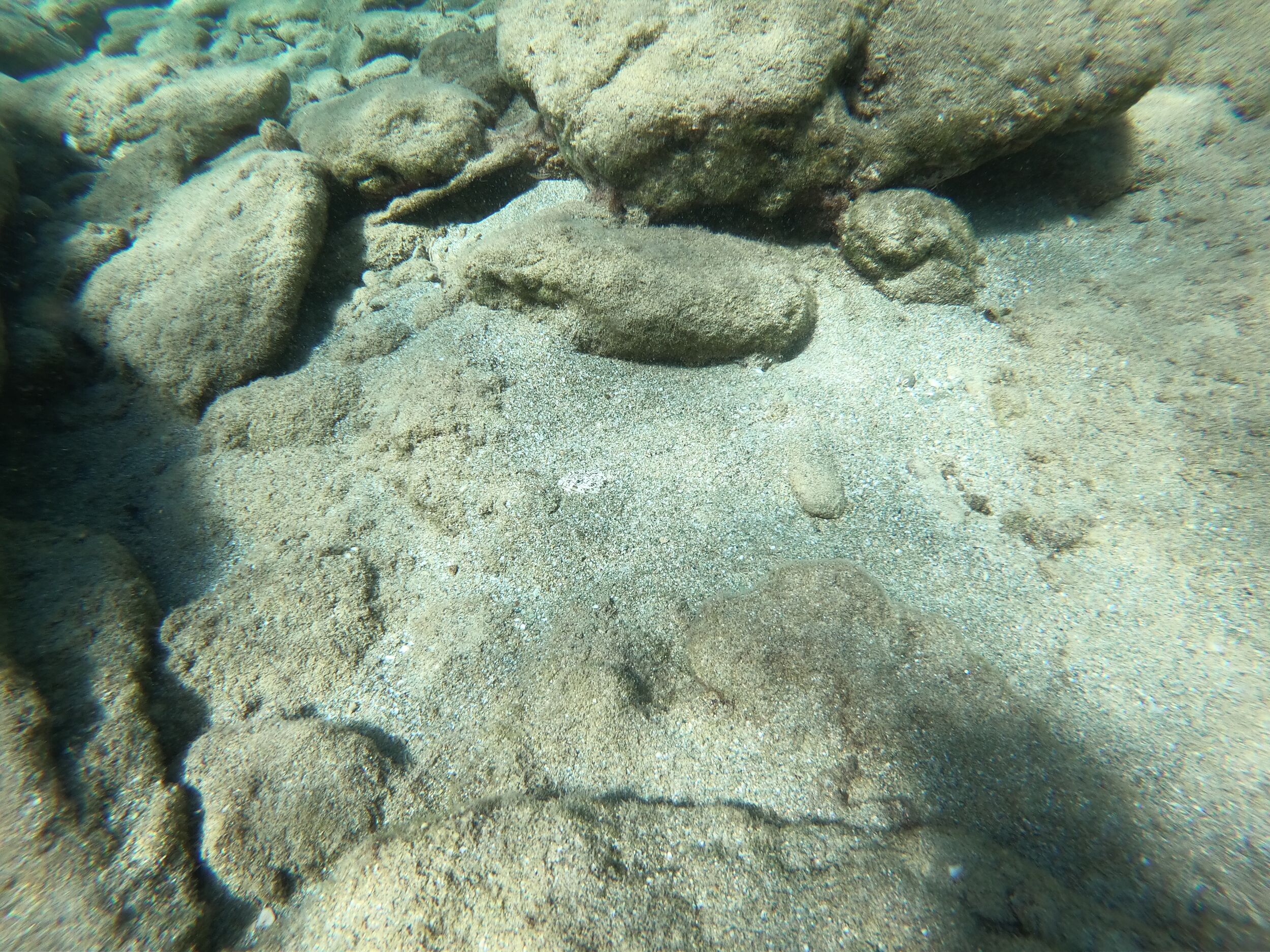 Unknown fish (buried in the sand, only the head is visible)