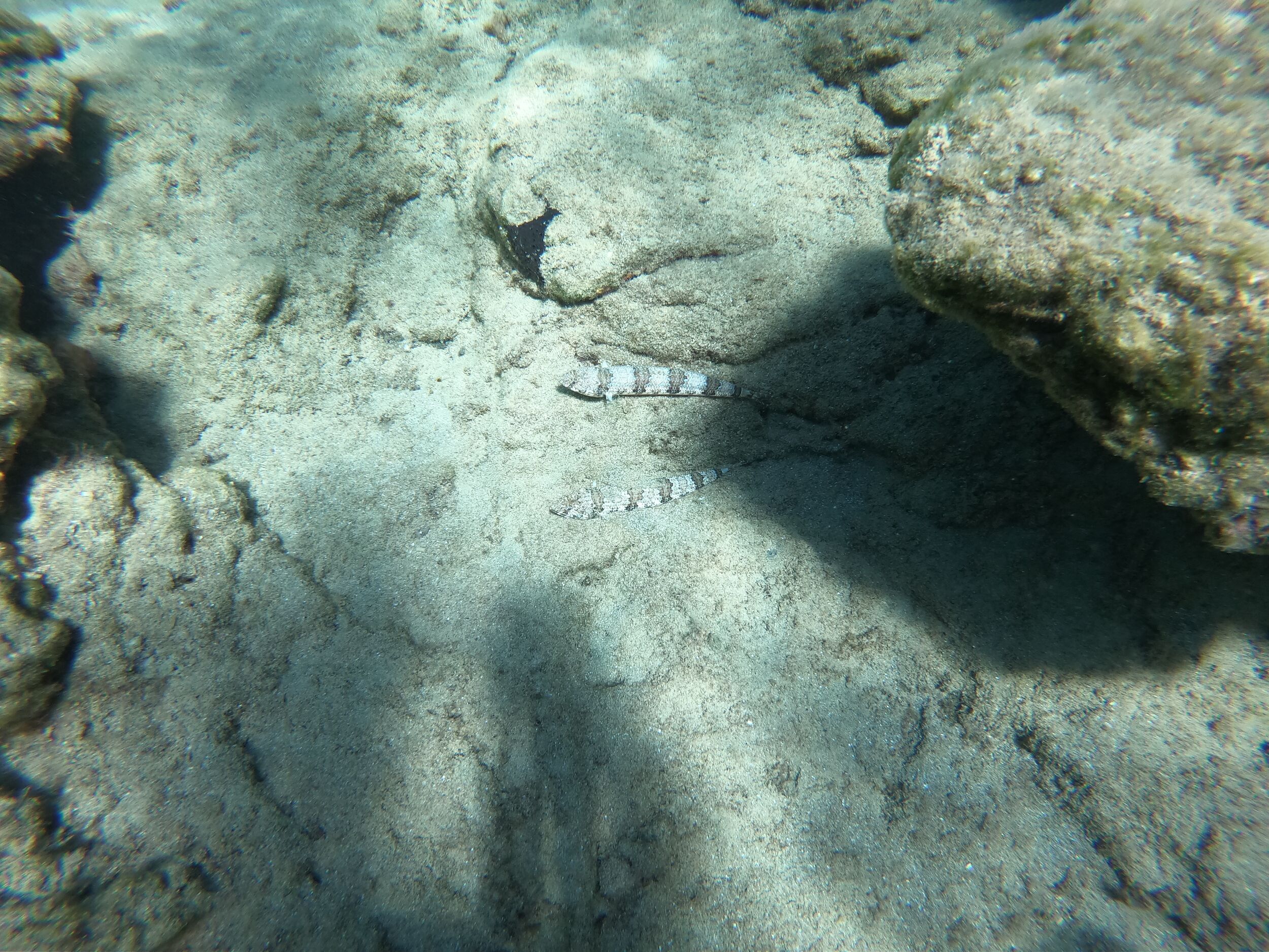 The same fish as above