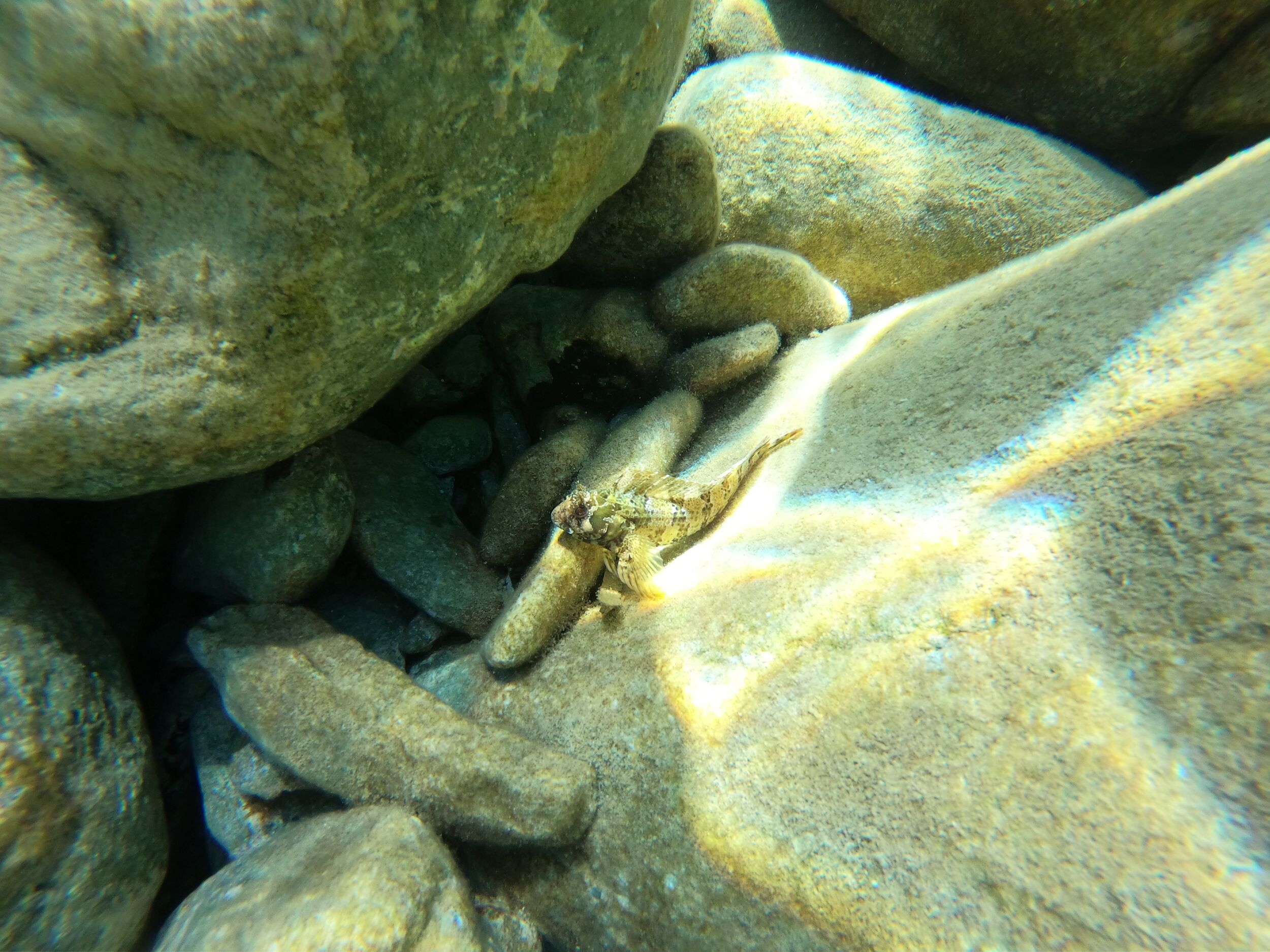 Unknown fish