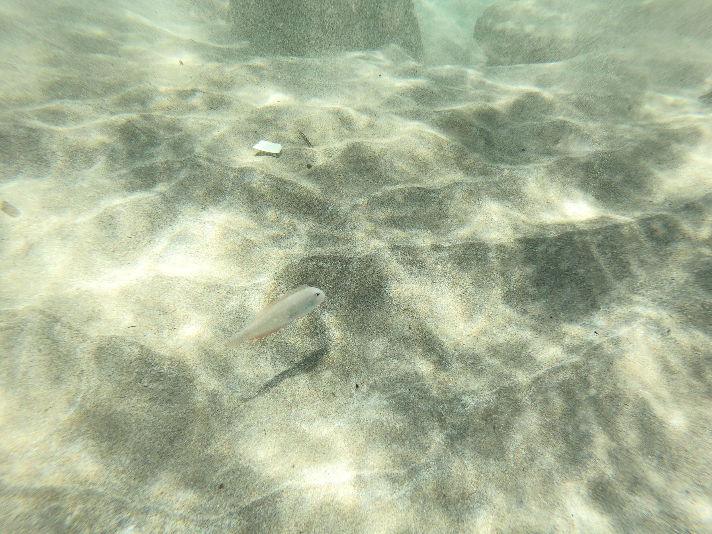 Unknown fish